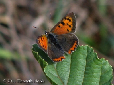 small copper (Lycaena phlaeas) Kenneth Noble